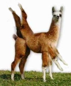 8-legged llama